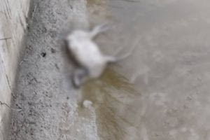 Νεκρό πρόβατο στον ποταμό Γιόφυρο