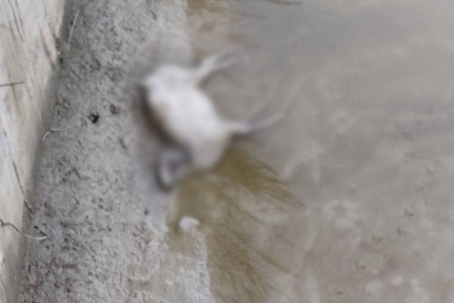 Νεκρό πρόβατο στον ποταμό Γιόφυρο