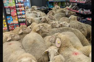 Γερμανία: Πενήντα πρόβατα εισέβαλαν σε σουπερμάρκετ προκαλώντας χάος