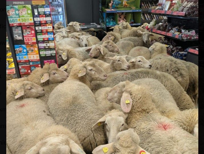 Γερμανία: Πενήντα πρόβατα εισέβαλαν σε σουπερμάρκετ προκαλώντας χάος