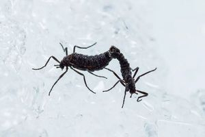 Το μοναδικό έντομο της Ανταρκτικής τρέφεται (και) με μικροπλαστικά