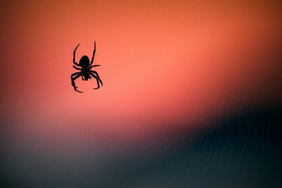 Αράχνη στα Κανάρια Νησιά έχασε το μισό DNA της και άφησε άναυδους τους επιστήμονες που μιλούν για κάτι αδύνατο