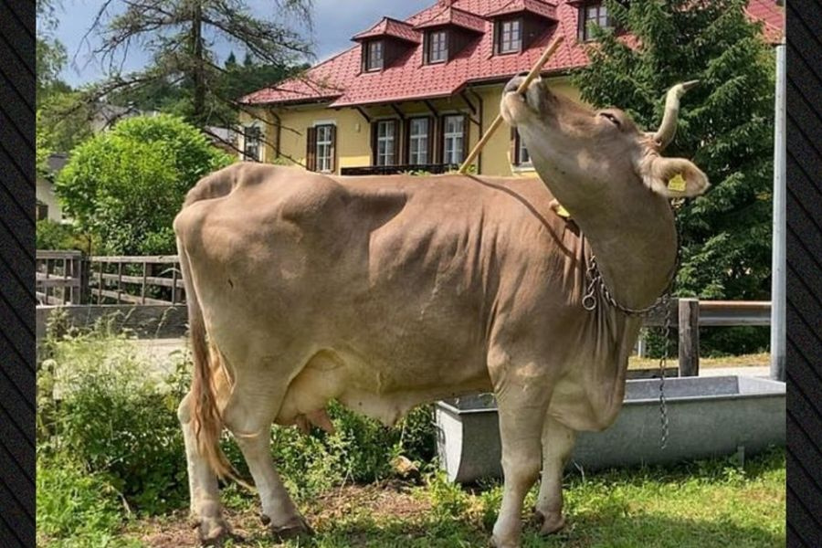 Η πιο έξυπνη αγελάδα στον κόσμο έχει μάθει να ξύνει την πλάτη της με ένα ξύλο