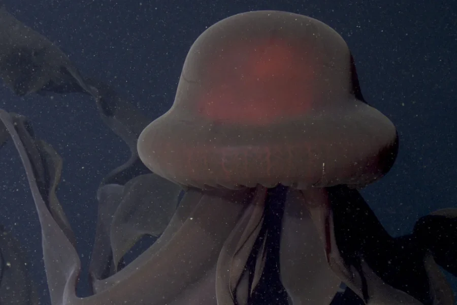 Επιστήμονες κατέγραψαν ένα γιγάντιο πλάσμα στον ωκεανό, με άκρα που ξεπερνούν τα 10 μέτρα