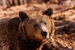 Αυξήθηκαν οι αρκούδες στην Ελλάδα, αλλά όχι οι ζημιές που προκαλούν: Έρευνα του Αρκτούρου με δεδομένα 22 ετών