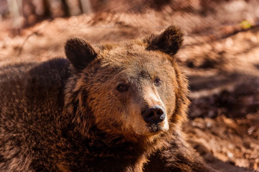 Διπλασιάστηκαν οι αρκούδες στην Ελλάδα μέσα σε έξι χρόνια – Τι δείχνει έρευνα του Αρκτούρου