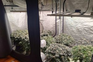 (ΦΩΤΟ) Καλλιεργούσε δενδρύλια με τη μέθοδο της υδροπονίας – 2,5 κιλά κάνναβης και δενδρύλλια στην κατοχή 30χρονου Ηρακλειώτη