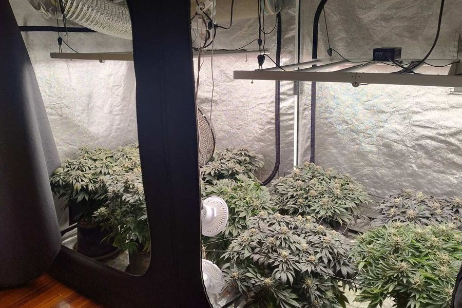 (ΦΩΤΟ) Καλλιεργούσε δενδρύλια με τη μέθοδο της υδροπονίας – 2,5 κιλά κάνναβης και δενδρύλλια στην κατοχή 30χρονου Ηρακλειώτη