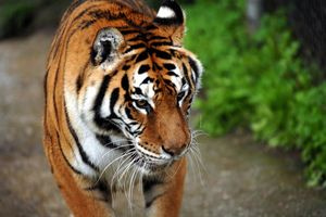 Ταϊλάνδη: 72 τίγρεις πέθαναν από εξαιρετικά μεταδοτικό ιό σε ζωολογικό πάρκο