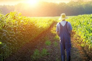 Επισιτιστική επάρκεια – επισιτιστική ασφάλεια