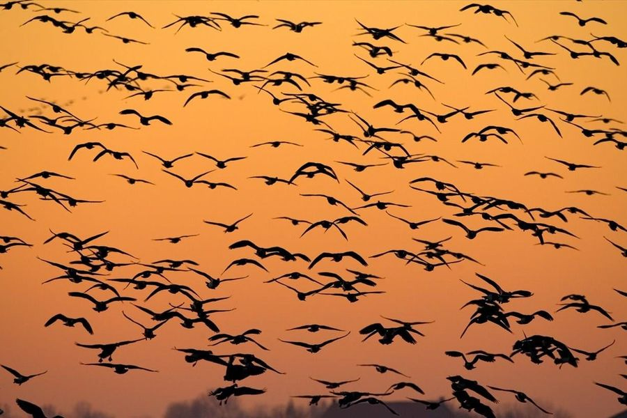 Τα πτηνά έχουν παγκόσμια γλώσσα συναγερμού που μπορεί να αποτελεί πρόγονο της ανθρώπινης ομιλίας