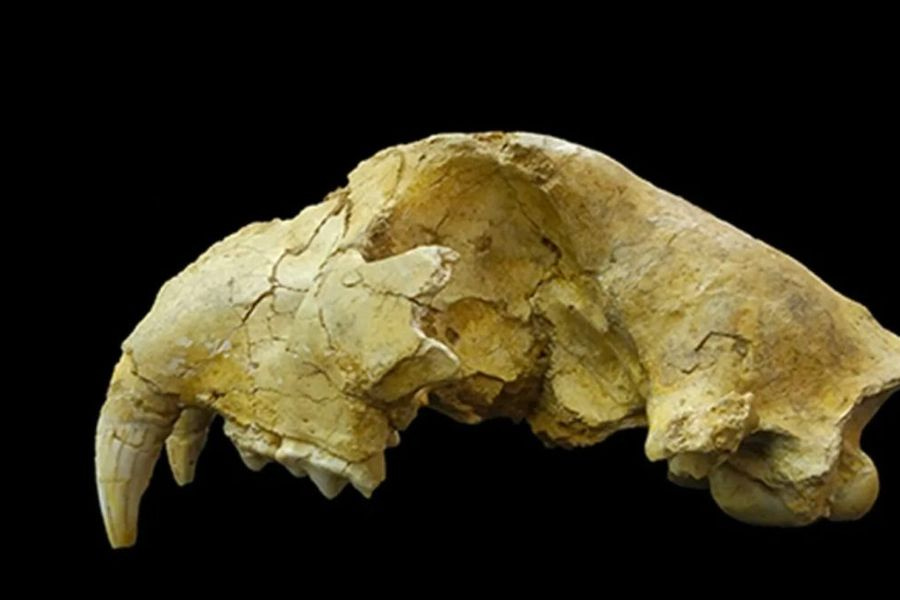 Επιστημονική «βόμβα»: Τι είναι τα σπηλαιολιοντάρια που ζούσαν στην Ιαπωνία πριν από 30.000 χρόνια