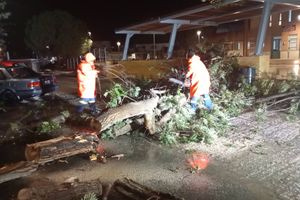 Οι ισχυροί άνεμοι έριξαν δέντρα στο Καστέλι – Δείτε φωτογραφίες