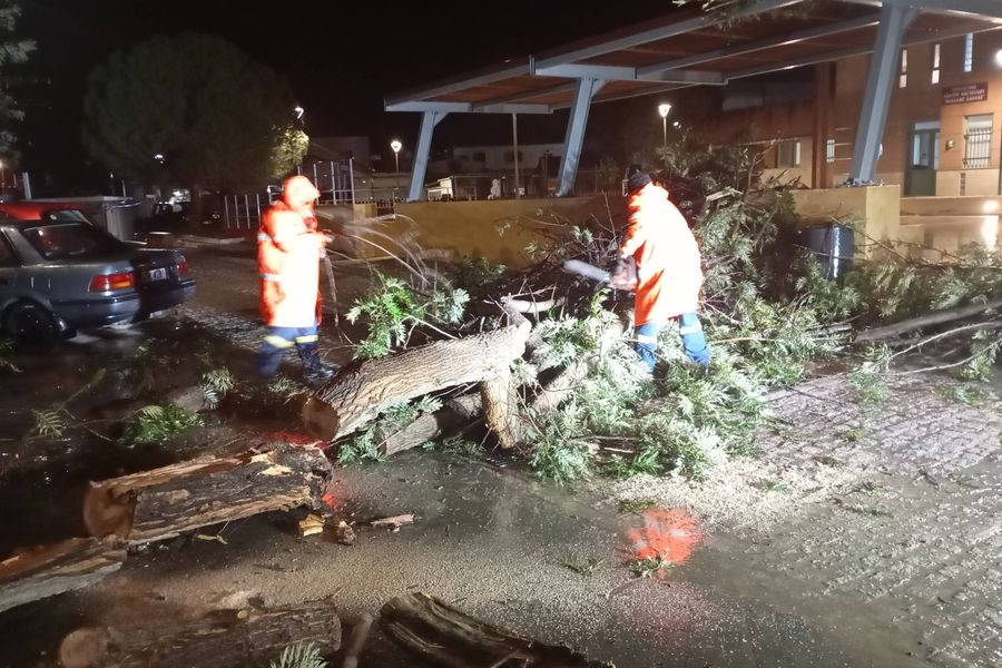Οι ισχυροί άνεμοι έριξαν δέντρα στο Καστέλι – Δείτε φωτογραφίες