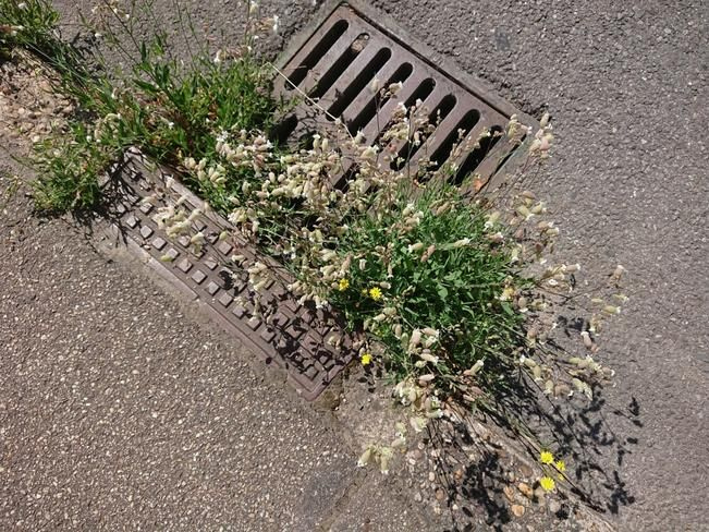 Πρόγραμμα καθαρισμού δημοτικών και αγροτικών δρόμων από άγρια βλάστηση από το Δήμο Ρεθύμνου