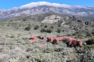 Κόκκινα… πρόβατα στη Μεσαρά