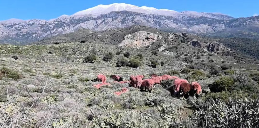 Κόκκινα… πρόβατα στη Μεσαρά