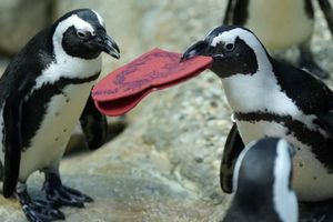 Επιστήμονες ανακάλυψαν κάτι συγκλονιστικό για τους αφρικανικούς πιγκουίνους: Με τι αναγκάζονται να ταΐσουν τα μικρά τους