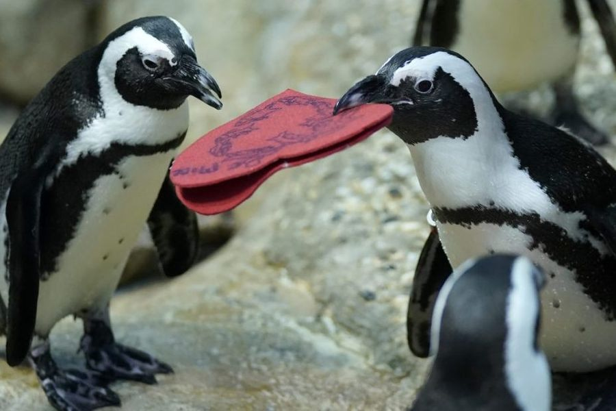 Επιστήμονες ανακάλυψαν κάτι συγκλονιστικό για τους αφρικανικούς πιγκουίνους: Με τι αναγκάζονται να ταΐσουν τα μικρά τους