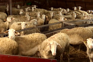 Η «τεχνική λύση» έκοψε 19 εκατ. επιδοτήσεων-Πώς η ανακατανομή των βοσκοτόπων αδίκησε τους Κρητικούς κτηνοτρόφους