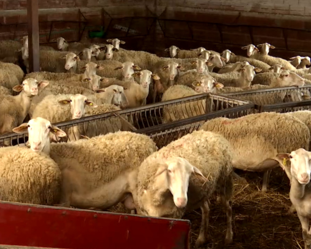 Η «τεχνική λύση» έκοψε 19 εκατ. επιδοτήσεων-Πώς η ανακατανομή των βοσκοτόπων αδίκησε τους Κρητικούς κτηνοτρόφους