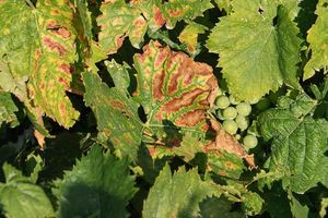 Σήμα κινδύνου για τον Κρητικό αμπελώνα – Σε επιφυλακή οι ειδικοί