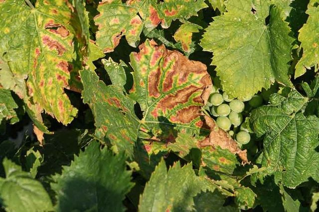 Σήμα κινδύνου για τον Κρητικό αμπελώνα – Σε επιφυλακή οι ειδικοί