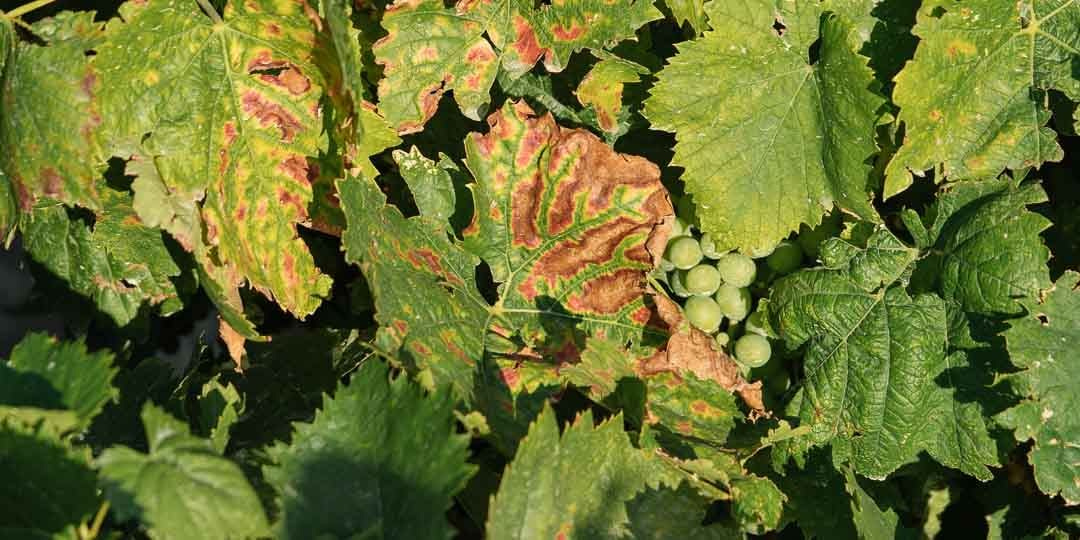 Σήμα κινδύνου για τον Κρητικό αμπελώνα – Σε επιφυλακή οι ειδικοί