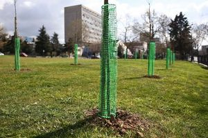 Πεντακόσια δέντρα πρασινίζουν το ΑΠΘ – Αφιερώθηκαν στη μνήμη των φοιτητών στα Τέμπη