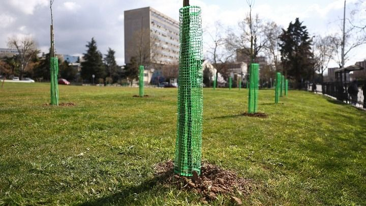 Πεντακόσια δέντρα πρασινίζουν το ΑΠΘ – Αφιερώθηκαν στη μνήμη των φοιτητών στα Τέμπη