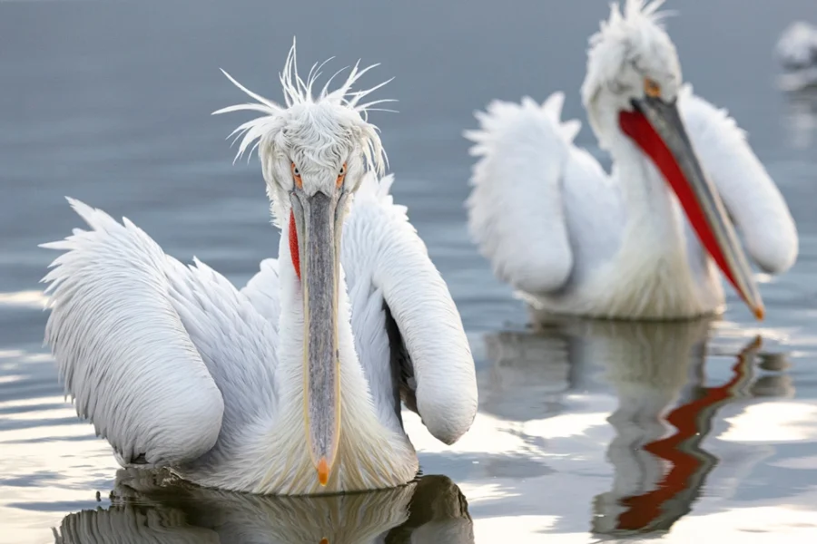 Η φωτογραφία του αργυροπελεκάνου στη λίμνη Κερκίνη που γοήτευσε το National Geographic