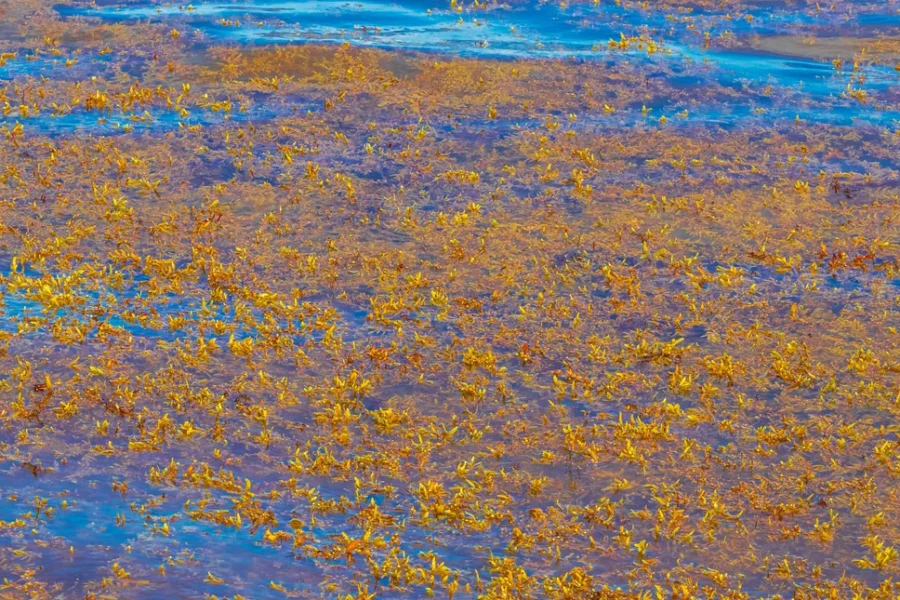 Μια καφέ λωρίδα, όσο μια ήπειρος, σχηματίστηκε ανάμεσα στον Ατλαντικό και την Αφρική -Και δεν είναι καλό σημάδι