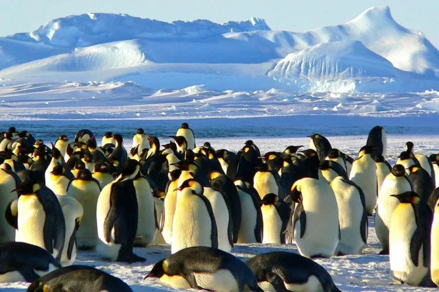 Κίνδυνος για τους αυτοκρατορικούς πιγκουίνους – Τι φοβούνται οι επιστήμονες ότι μπορεί να τους σκοτώνει