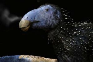 Ανακαλύφθηκε άγνωστο είδος δεινοσαύρου στην Κίνα: Εντοπίστηκε σχεδόν άθικτος σκελετός 125 εκατ. ετών