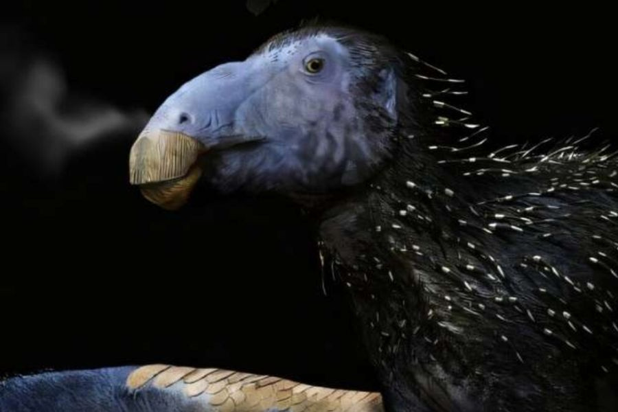 Ανακαλύφθηκε άγνωστο είδος δεινοσαύρου στην Κίνα: Εντοπίστηκε σχεδόν άθικτος σκελετός 125 εκατ. ετών