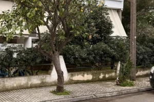 «Μαμά μου άνοιξε τα μάτια σου» φώναζε η 44χρονη: Συγκλονίζουν οι μαρτυρίες για την τραγωδία στην Ελευσίνα