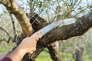 Επιφυλακή για τις ελιές στην Κρήτη – Τι πρέπει να κάνουν οι παραγωγοί