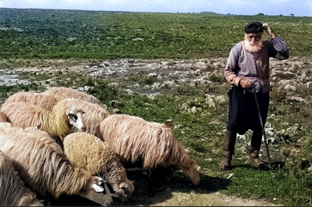 Βοσκός στην Κρήτη, το 1955