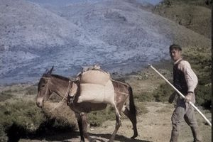 Σκηνή από την αγροτική ζωή της Κρήτης