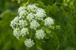 Συναγερμός σε παραλίες: Εντοπίστηκε θανατηφόρο δηλητηριώδες φυτό – Κίνδυνος για ανθρώπους και ζώα