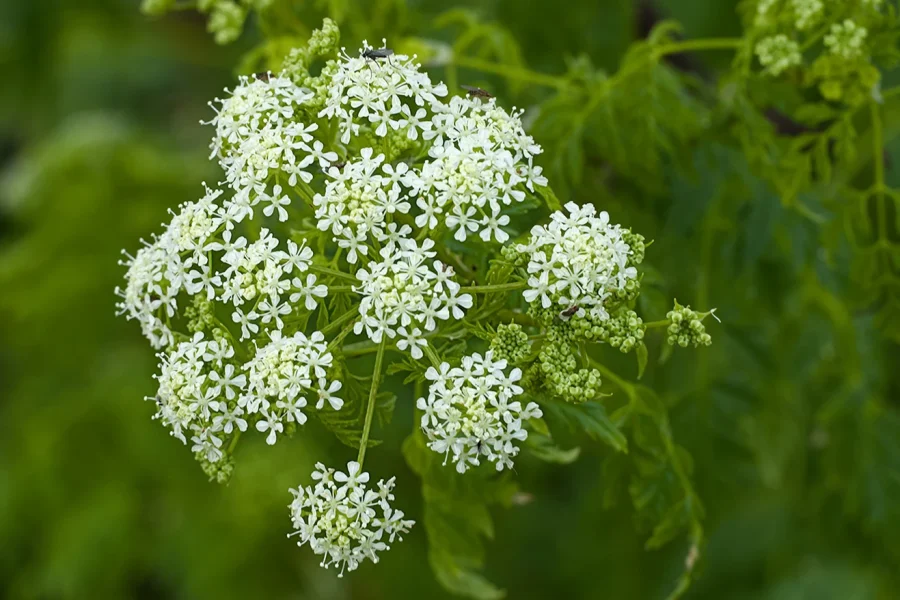 Συναγερμός σε παραλίες: Εντοπίστηκε θανατηφόρο δηλητηριώδες φυτό – Κίνδυνος για ανθρώπους και ζώα