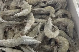 Περιφέρεια Αττικής: Κατασχέθηκαν 5,6 τόνοι ακατάλληλων τροφίμων