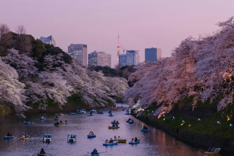 Το φεστιβάλ των κερασιών στο Φούτζι της Ιαπωνίας ακυρώθηκε λόγω «κρίσης» που προκάλεσαν οι απείθαρχοι τουρίστες