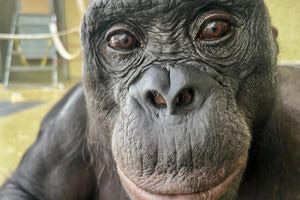 Οι μπονόμπο παίζουν φανταστικά παιχνίδια όπως τα παιδιά, διαπιστώνει μελέτη