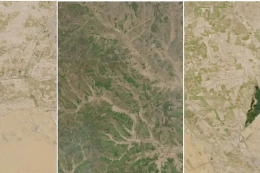 Η Κίνα φύτεψε εκατομμύρια δέντρα για να σταματήσει την έρημο, αλλά το δάσος… κατανάλωσε όλο το νερό