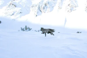 Επιστήμονες εντόπισαν για πρώτη φορά εξαιρετικά σπάνιο ζώο στα βουνά της Καλιφόρνιας