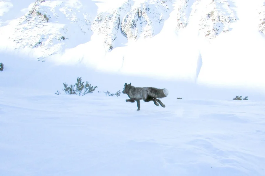 Επιστήμονες εντόπισαν για πρώτη φορά εξαιρετικά σπάνιο ζώο στα βουνά της Καλιφόρνιας