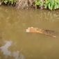 Φρικτός θάνατος στην Ινδονησία – Κροκόδειλος κατασπάραξε γυναίκα ενώ έψαχνε για μύδια