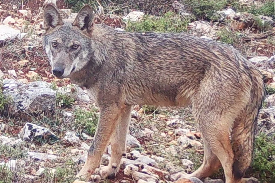 Επίθεση λύκου στο Τατόι: «Με ακολούθησε, με δάγκωσε και με έγδαρε στη μέση»