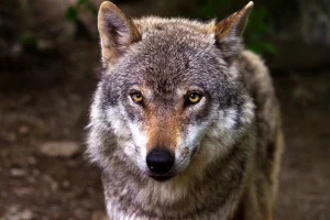 Λύκος επιτέθηκε σε παρέα περιπατητών στα Βασιλικά Κτήματα στο Τατόι!